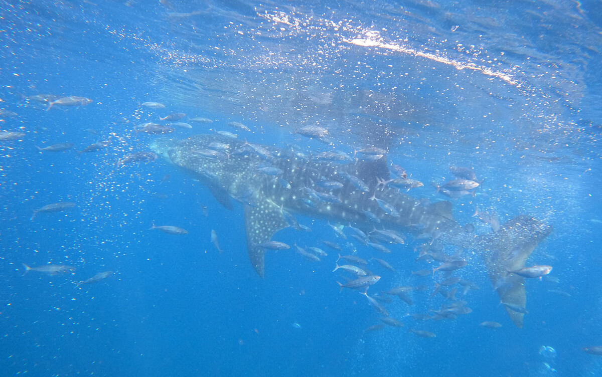 ジンベイザメツアー